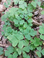 Oxalis acetosella