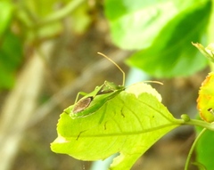 Discogastrini