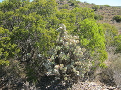 Crassula arborescens arborescens