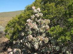 Crassula arborescens arborescens