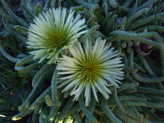 Mesembryanthemum resurgens