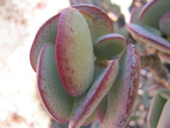 Crassula arborescens arborescens