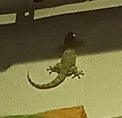 Tarentola mauritanica