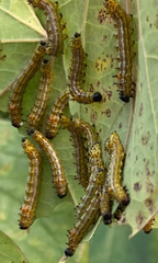 Oedemasia concinna