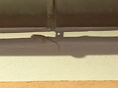 Tarentola mauritanica