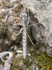 Geomantis larvoides