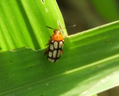 Disonycha scriptipennis