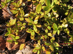 Crassula cultrata