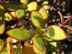 Crassula cultrata