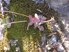 Crassula pubescens