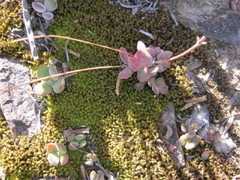 Crassula pubescens