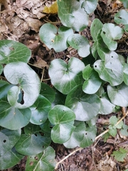 Asarum europaeum