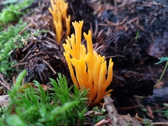 Calocera viscosa