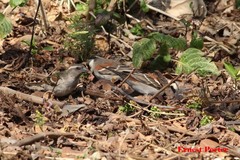 Passer melanurus vicinus