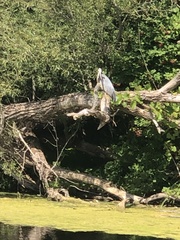 Ardea herodias herodias
