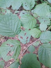 Corylus avellana