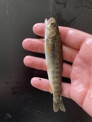 Salvelinus malma