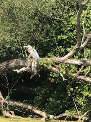 Ardea herodias herodias