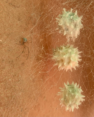 Araneae