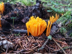 Calocera viscosa