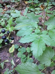 Actaea spicata