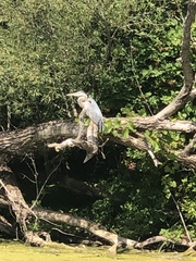 Ardea herodias herodias