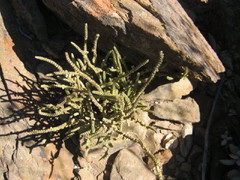 Crassula muscosa muscosa