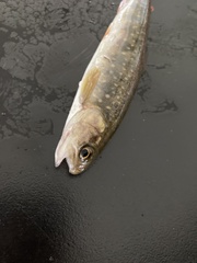 Salvelinus malma