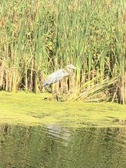 Ardea herodias herodias