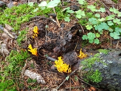 Calocera viscosa