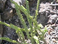 Crassula muscosa muscosa