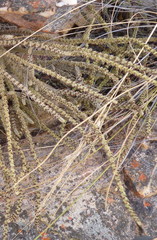 Crassula muscosa muscosa