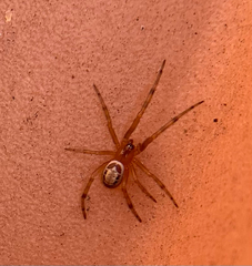 Steatoda nobilis