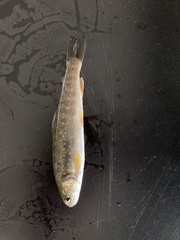 Salvelinus malma