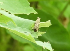 Agrilus langei