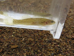 Etheostoma crossopterum