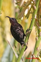 Chalcomitra amethystina amethystina