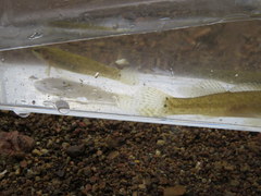 Etheostoma crossopterum