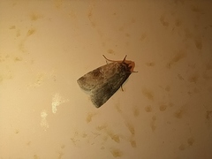 Nycteola asiatica