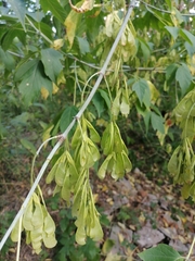 Acer negundo
