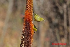 Zosterops virens virens