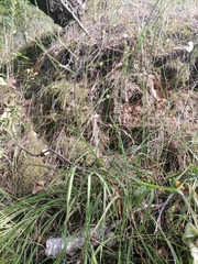 Anthericum ramosum