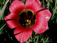 Romulea sabulosa