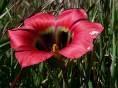 Romulea sabulosa