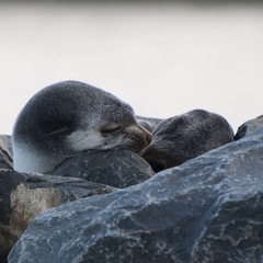 Arctocephalus tropicalis