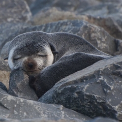 Arctocephalus tropicalis