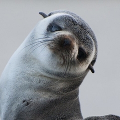 Arctocephalus tropicalis