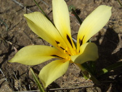 Romulea tortuosa