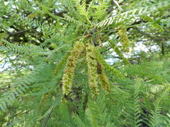 Prosopis alba