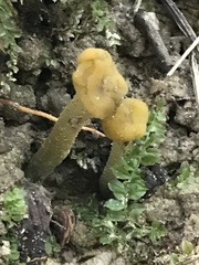 Leotia atrovirens